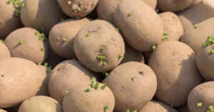 Can You Eat Sprouted Potatoes?