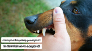 What is the first thing to do if you are bitten by a dog