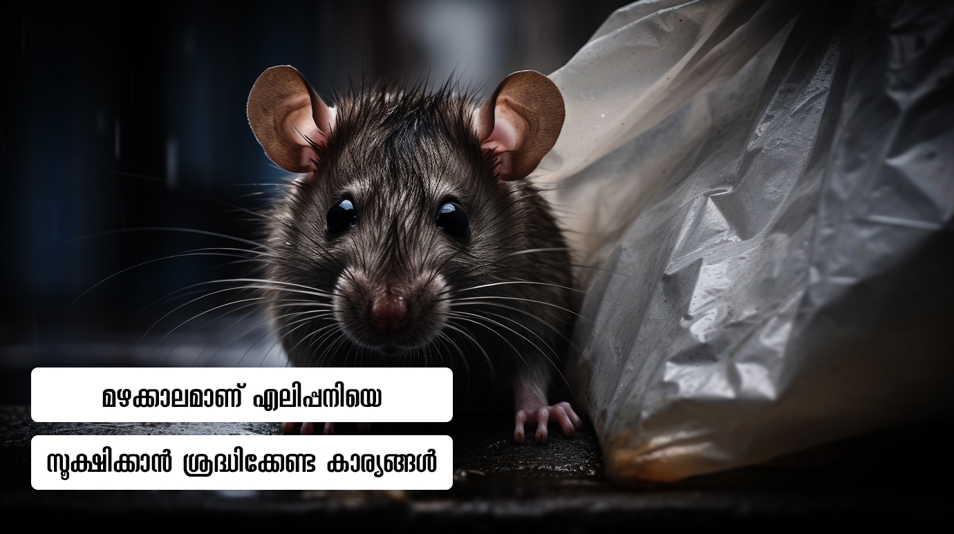 How to Prevent Leptospirosis
