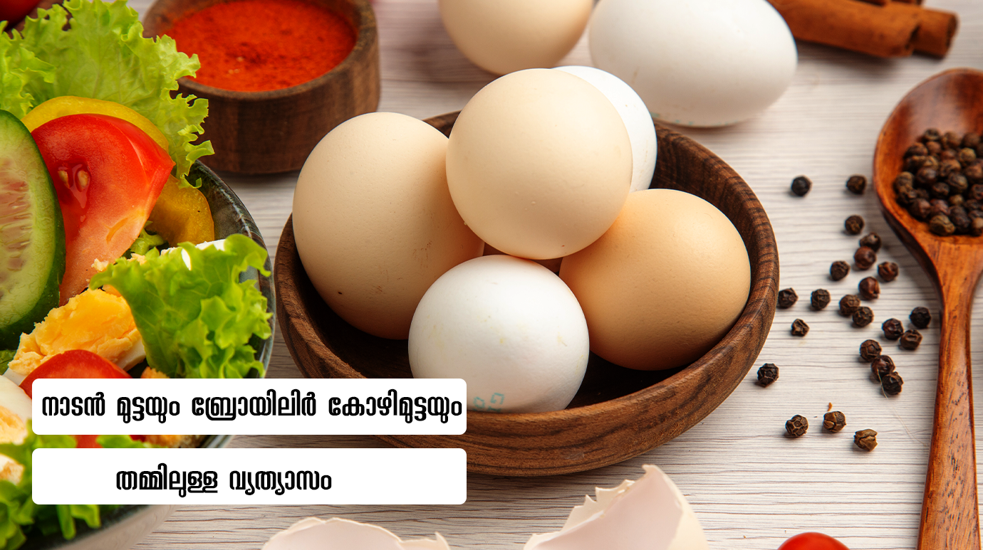 White Eggs Vs Brown Eggs