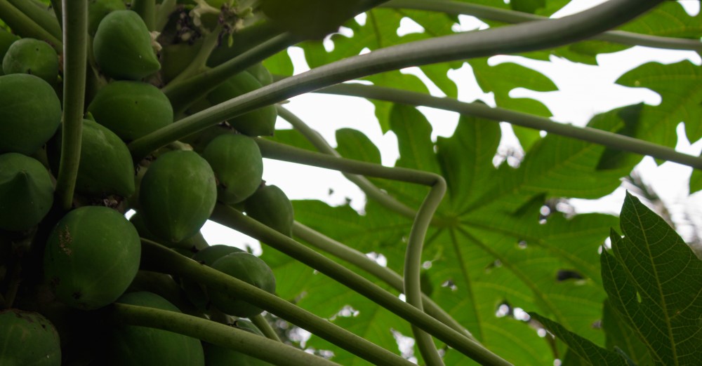 Papaya leaf benefits