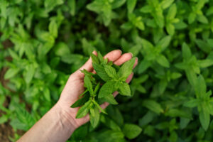tulsi leaves benefits