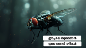 how to remove flies from home