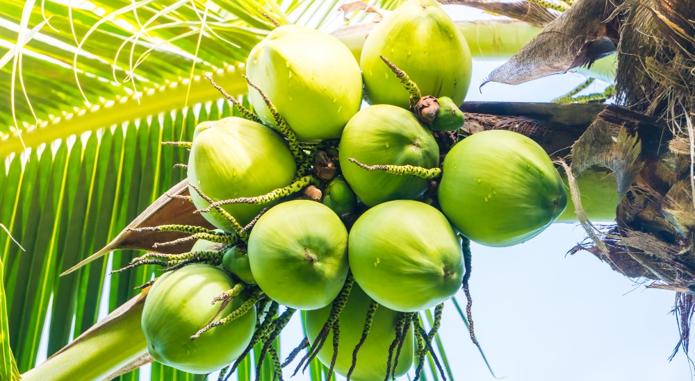 Avoid excess coconut water in hot season because