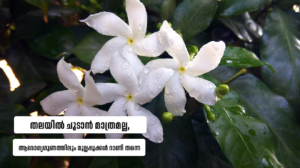Jasmine flower health benefits