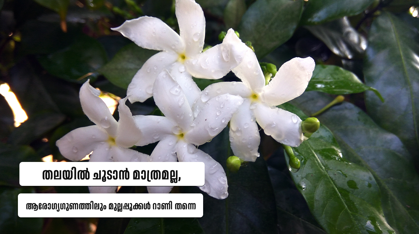 Jasmine flower health benefits
